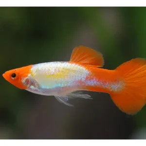 Guppy Koi Platino Macho - Poecilia reticulata Preisreduziert