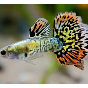Jetzt Kaufen Guppy queue de léopard lumineuse mâle - Poecilia reticulata