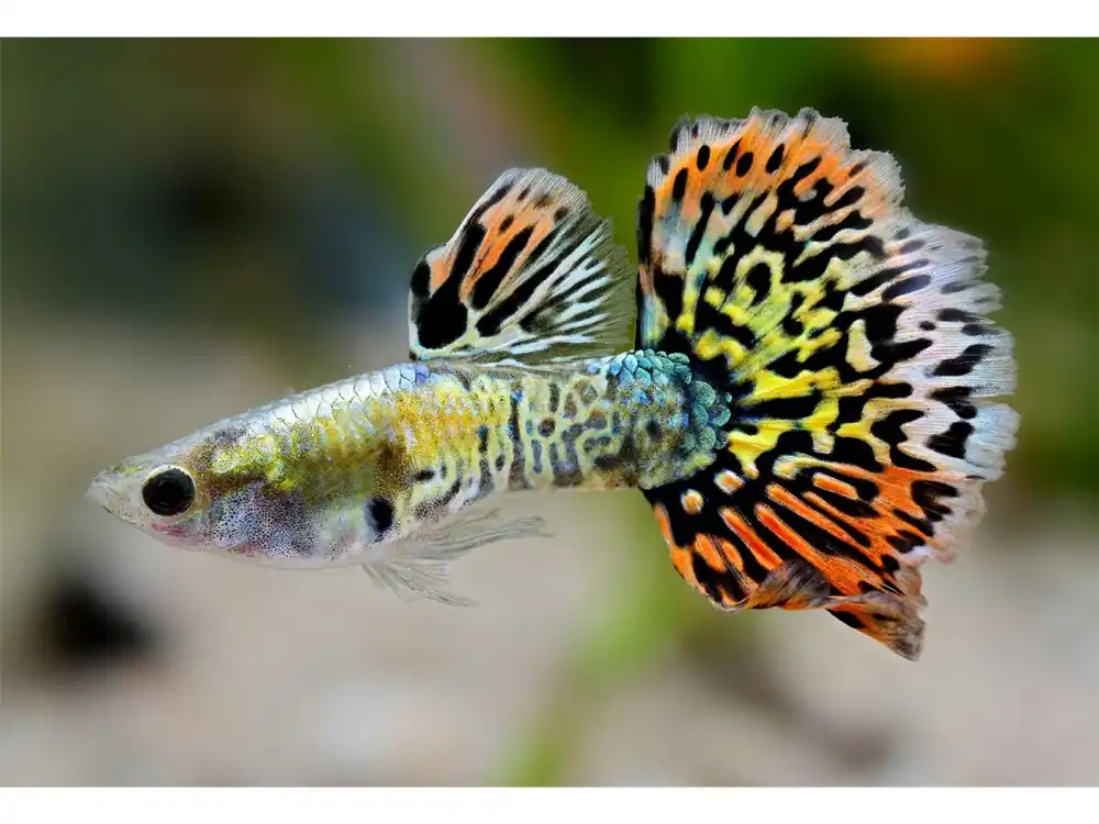 Jetzt Kaufen Guppy queue de léopard lumineuse mâle - Poecilia reticulata