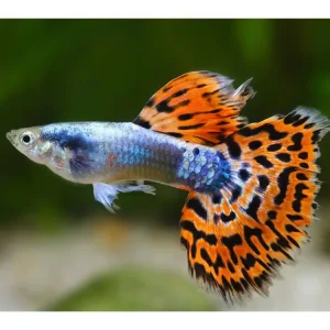 Preiswert Guppy Cobra Mix Male - Poecilia reticulata