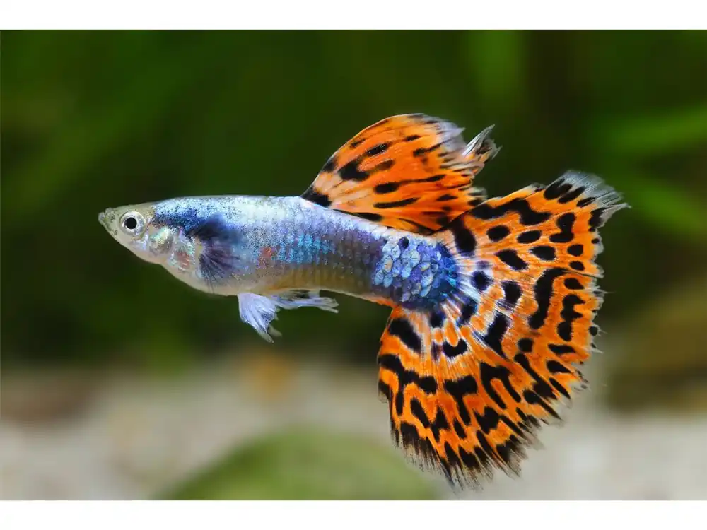 Jetzt Bestellen Guppy Cobra Maschio - Poecilia reticulata
