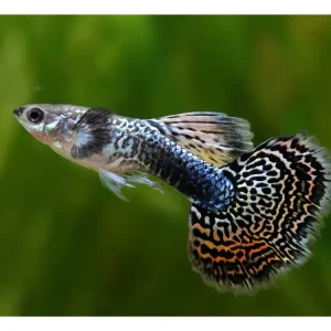 Guppy mosaïque Cobra mâle - Poecilia reticulata Garantierte Lieferung