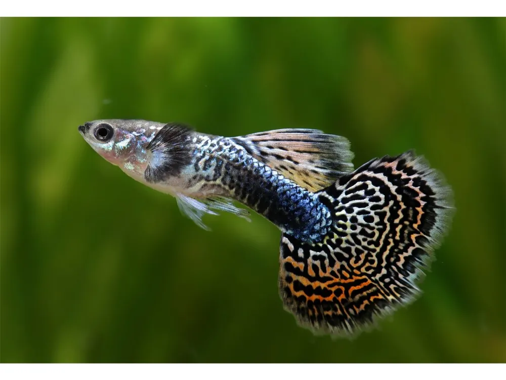 Guppy mosaïque Cobra mâle - Poecilia reticulata Garantierte Lieferung