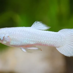 Online Kaufen Guppy Platinum white mâle - Poecilia reticulata