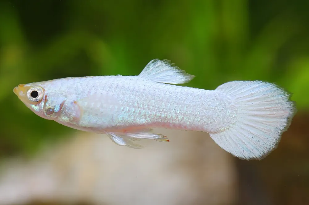 Online Kaufen Guppy Platinum white mâle - Poecilia reticulata