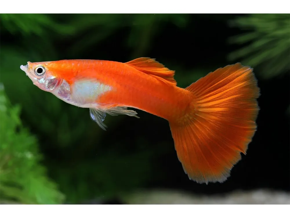 Guppy Full Red mâle - Poecilia reticulata Neuheit