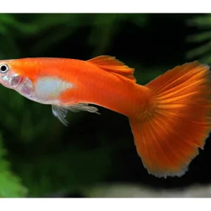 Angebot Guppy macho rojo - Poecilia reticulata