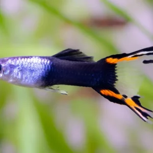 Knallerangebot Guppy Doppels. HB red cobra tail Männchen - Poecilia reticulata