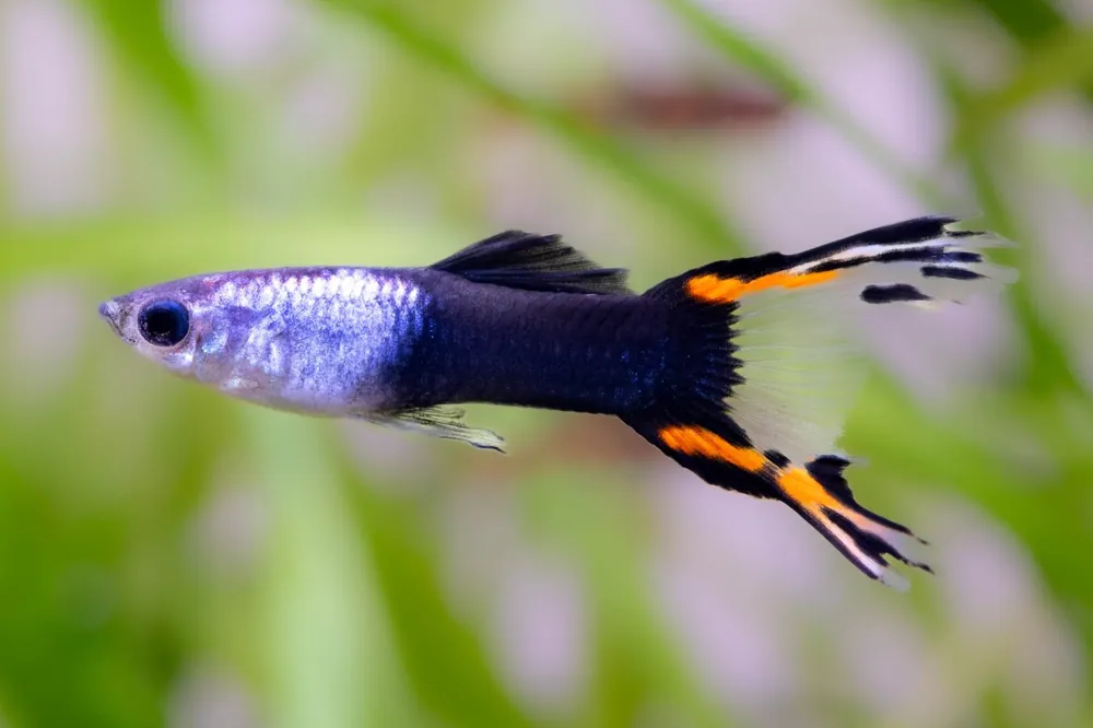 Guppy Doppels. HB red cobra tail - Poecilia reticulata Aktuell