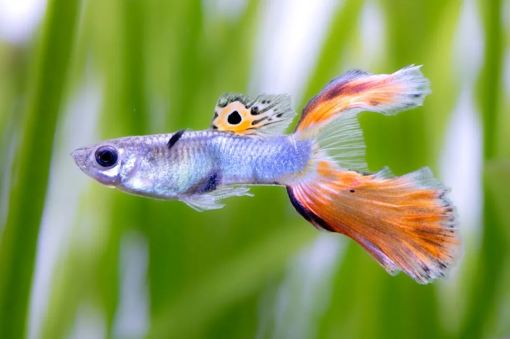 Guppy Lyratail powderblue red tail - Poecilia reticulata Super-Preis