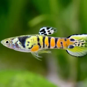 Preisreduziert Guppy Endler yellow Tiger Männchen - Poecilia wingei
