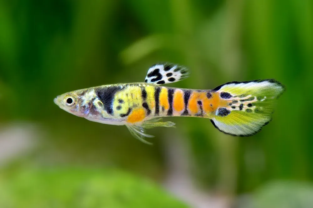 Preisreduziert Guppy Endler yellow Tiger Männchen - Poecilia wingei