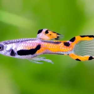 Sofort Bestellen Guppy Endler scarlett red - Poecilia wingei