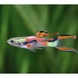 Guppy Endler macho - Poecilia wingei Begrenztes Angebot