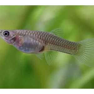 Guppy Endler Weibchen - Poecilia wingei Neu