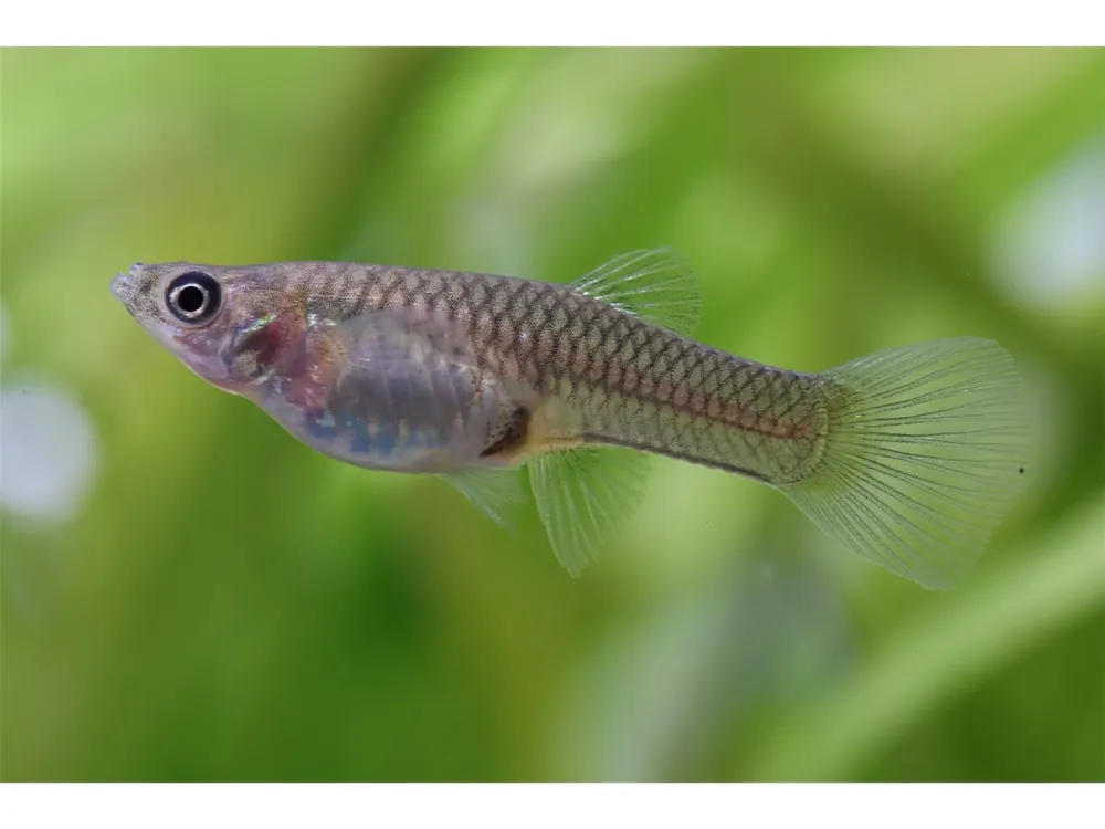 Guppy Endler Weibchen - Poecilia wingei Neu