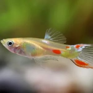 Guppy Endler calico male - Poecilia wingei Markenprodukt
