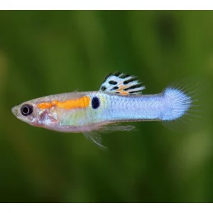 Direktkauf Guppy Endler azul láser macho - Poecilia wingei