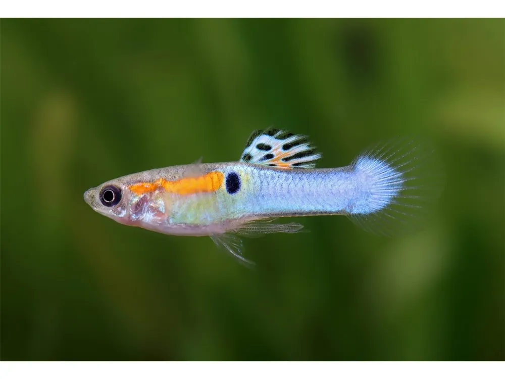 Direktkauf Guppy Endler azul láser macho - Poecilia wingei