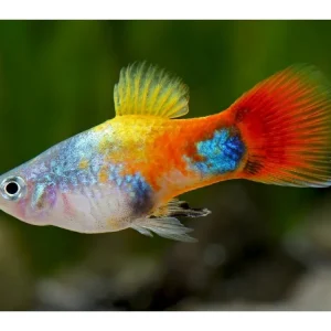 Markenprodukt Farfalla blu Platy Micky Mouse - Xiphophorus maculatus