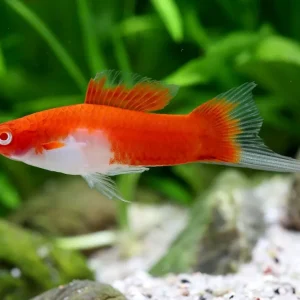 Schwertträger Koi Kohaku - Xiphophorus helleri Begrenztes Angebot