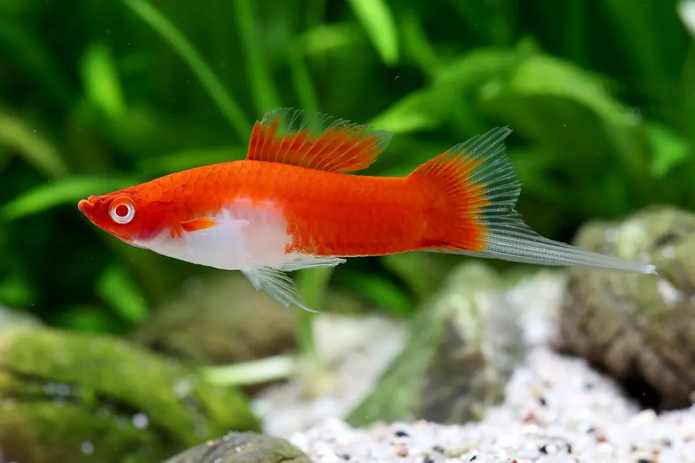 Swordtail Koi Kohaku - Xiphophorus helleri Ausverkauf