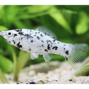 Molly Silbermarmor - Poecilia sphenops Must-Have