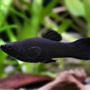 Jetzt Bestellen Molly Molly negra - Poecilia sphenops