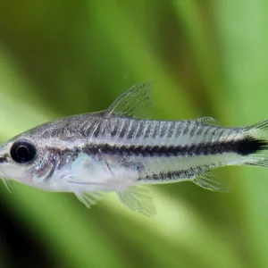 Pesce gatto corazzato nano - Corydoras pygmaeus Neu Im Sortiment