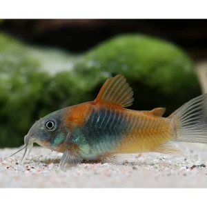 Versand Am Gleichen Tag Pesce gatto corazzato arancione del Venezuela - Corydoras venezulanus