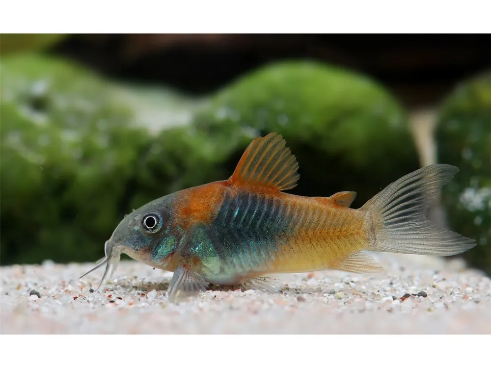 Siluro acorazado Venezuela Naranja - Corydoras venezulanus Jetzt Bestellen