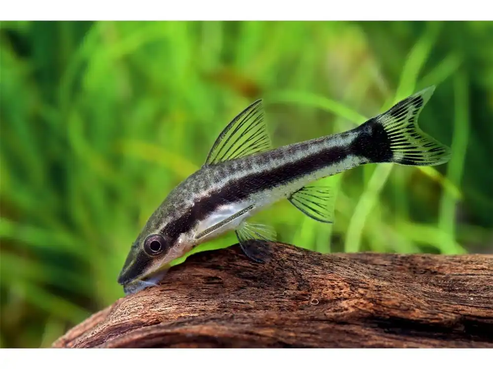 Direktkauf Pesce gatto nano bocca di lupo - Otocinclus cf. affinis