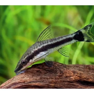 Siluro enano - Otocinclus cf. affinis Meistverkauft