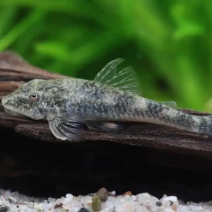 Super-Preis Pitbull Otocinclus offspring - Parotocinclus jumbo LDA 25