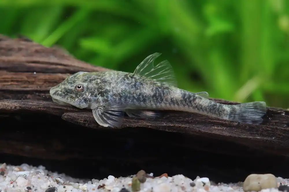 Cría de Pitbull Otocinclus - Parotocinclus jumbo LDA 25 Neue Kollektion
