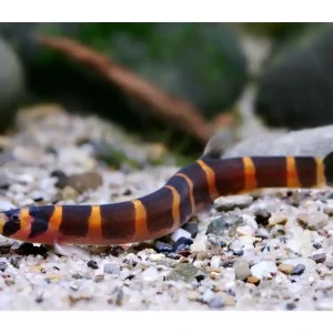 Top-Preis Aiguillette normale - Acanthophthalmus kuhli