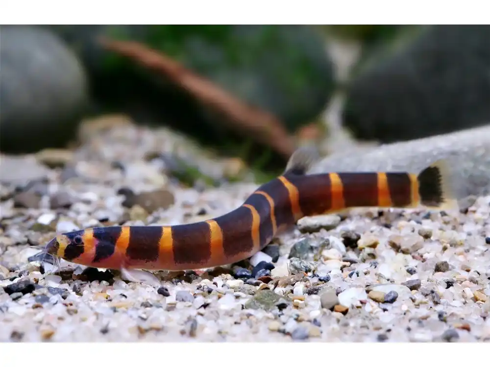 Top-Preis Aiguillette normale - Acanthophthalmus kuhli