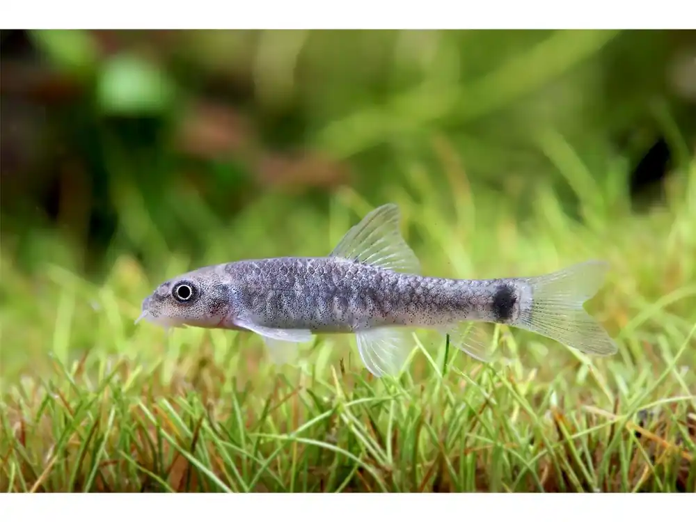 Kangal fish "Nibbler fish" - Garra rufa Preisreduziert