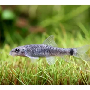 Aktuell Pesce canguro "Knabberfish" - Garra rufa