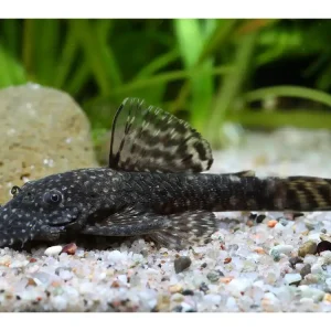 Blauer Antennenwels ca. 2,5-3cm - Ancistrus dolichopterus Bestseller