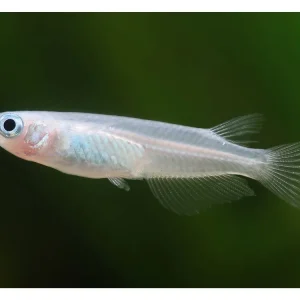 Médaka platine - Oryzias latipes Abverkauf