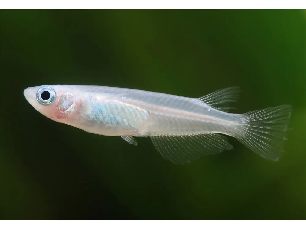 Direkt Vom Hersteller Medaka platino - Oryzias latipes