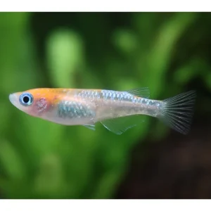 Medaka Koi - Oryzias latipes Sonderaktion