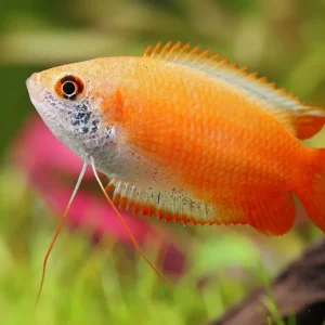 Nur Für Kurze Zeit Gourami del miele Rubingold - Colisa chuna