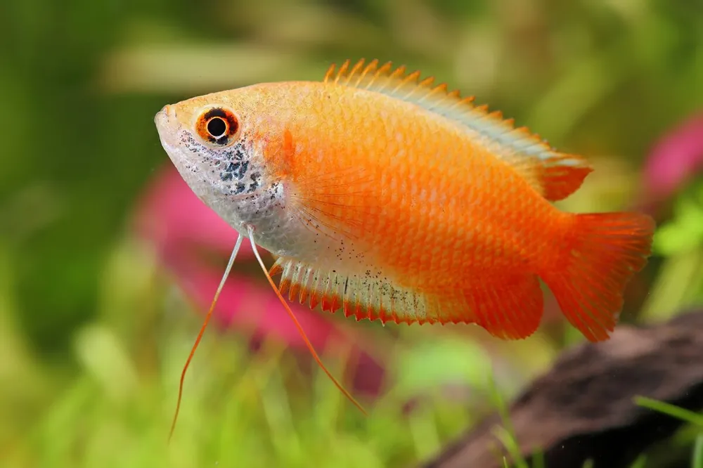 Nur Für Kurze Zeit Gourami del miele Rubingold - Colisa chuna