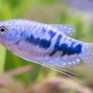 Direktkauf Blue gourami - Trichogaster trichopterus