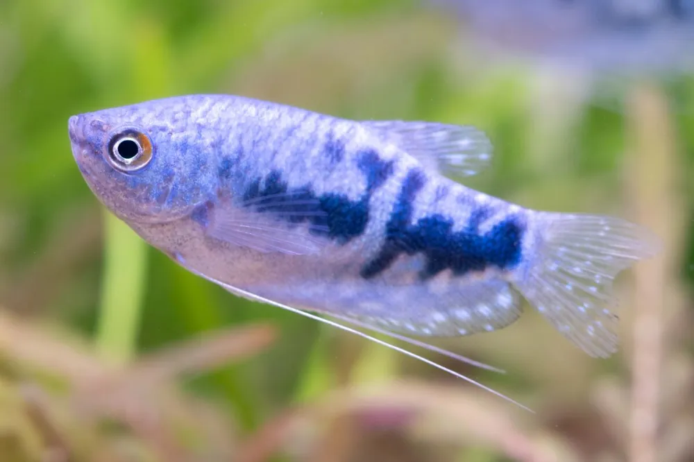 Direktkauf Blue gourami - Trichogaster trichopterus