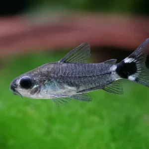 Echter Zwergpanzerwels - Corydoras hastatus Neue Kollektion