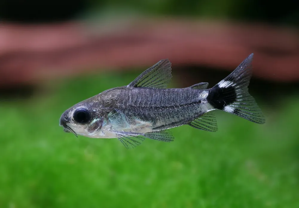 Vero pesce gatto corazzato nano - Corydoras hastatus Bestseller