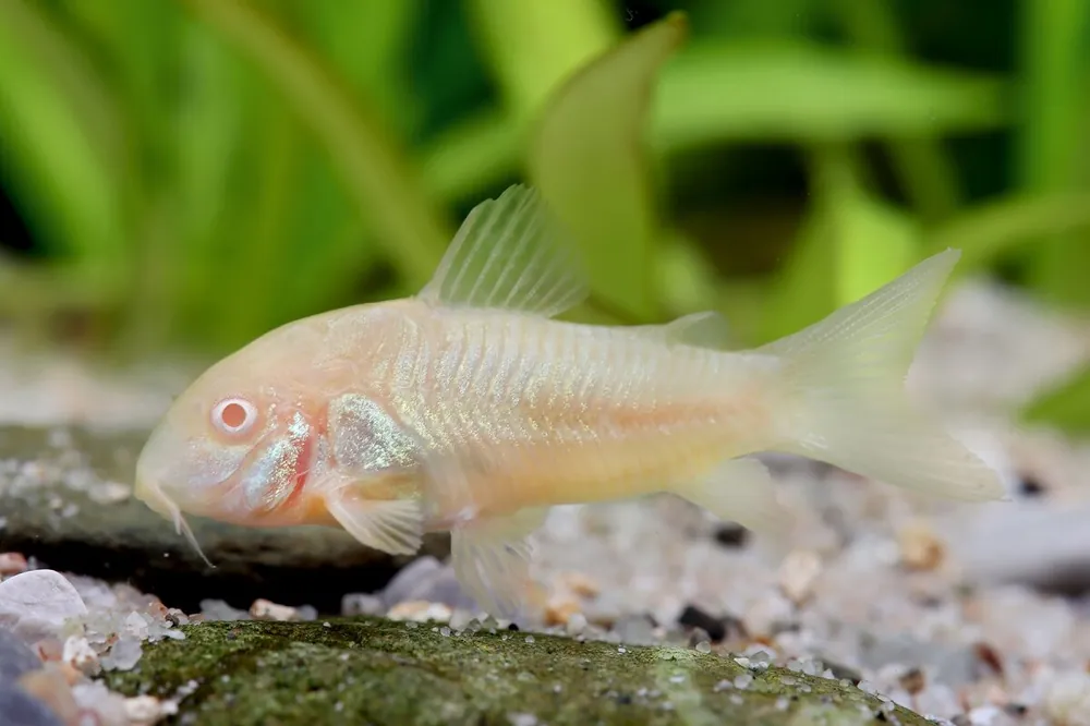 Poisson-chat albinos - Corydoras paleatus Sonderangebot